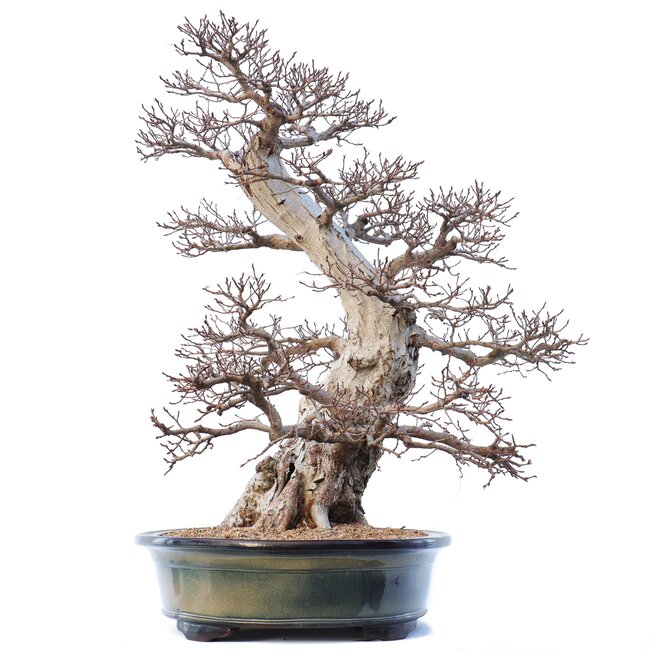 Carpinus coreana Yamadori, 70 cm, ± 80 years old