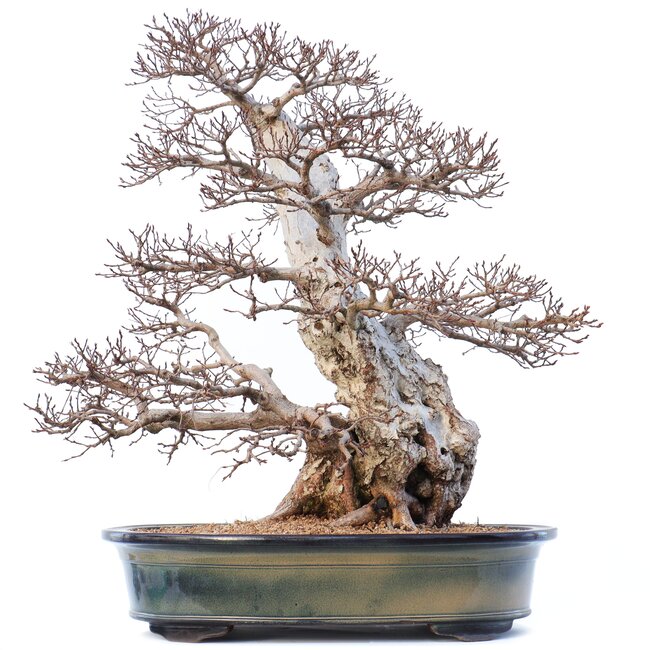 Carpinus coreana Yamadori, 70 cm, ± 80 años