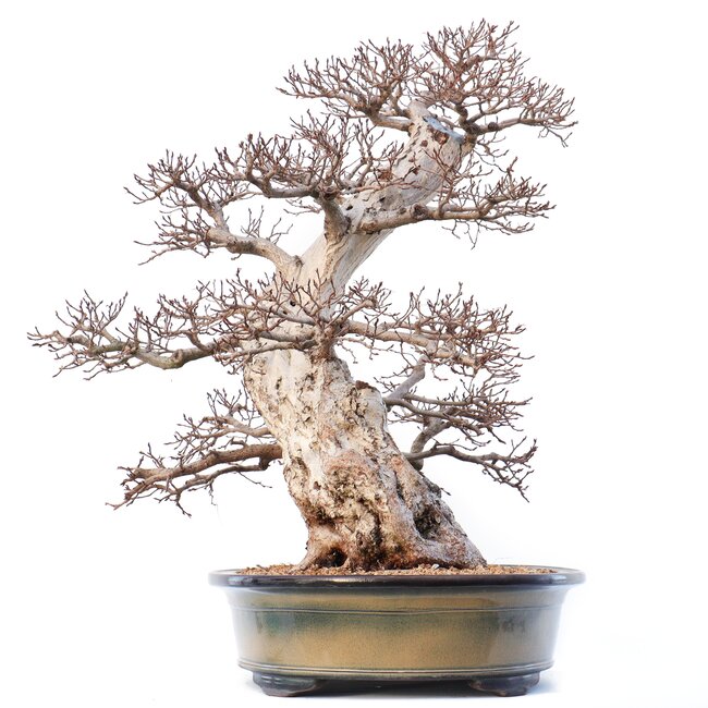 Carpinus coreana Yamadori, 70 cm, ± 80 ans