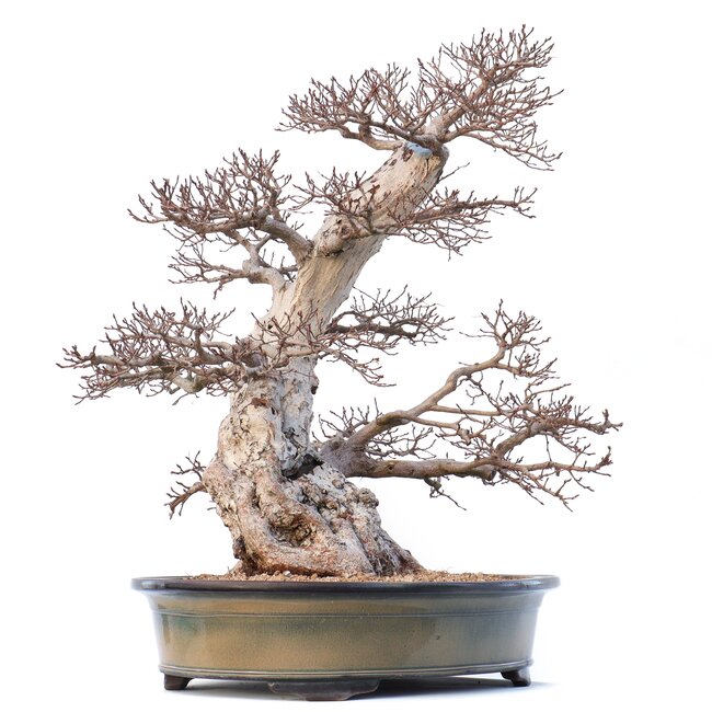 Carpinus coreana Yamadori, 70 cm, ± 80 ans