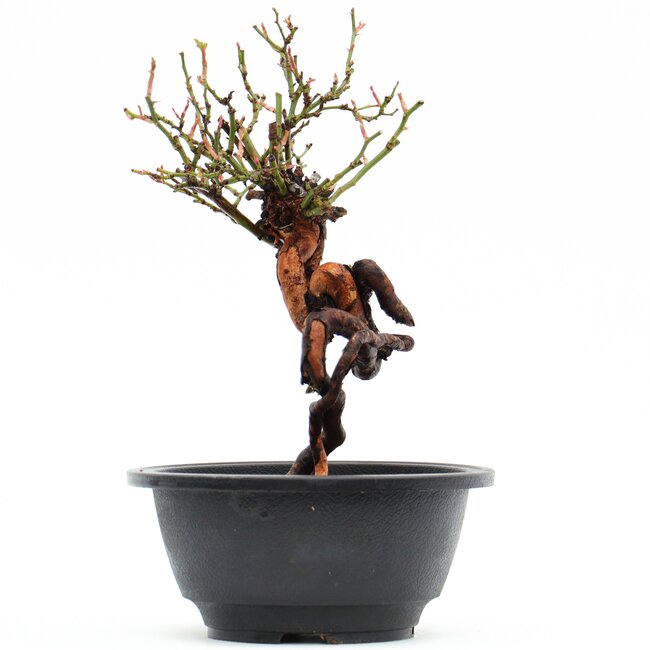 Rosa multiflora, 21,5 cm, ± 10 Jahre alt