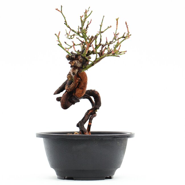 Rosa multiflora, 21,5 cm, ± 10 Jahre alt