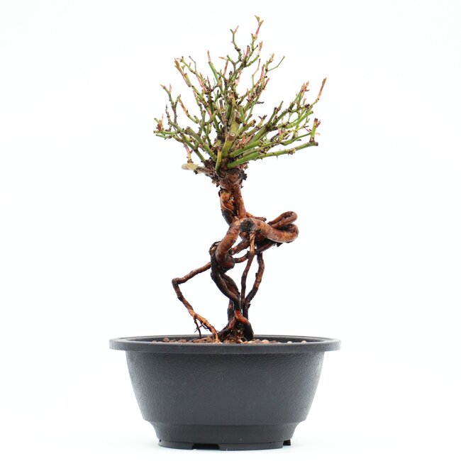 Rosa multiflora, 24 cm, ± 10 años