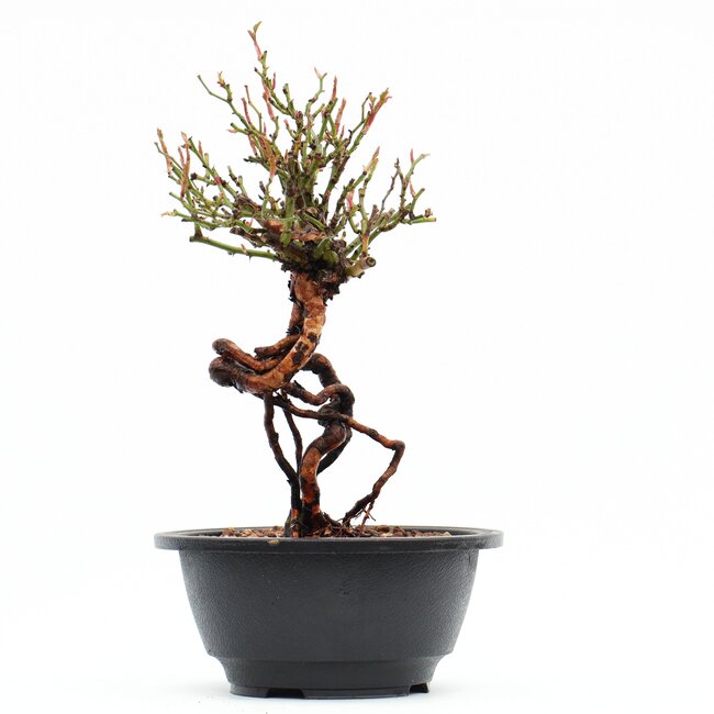 Rosa multiflora, 24 cm, ± 10 años