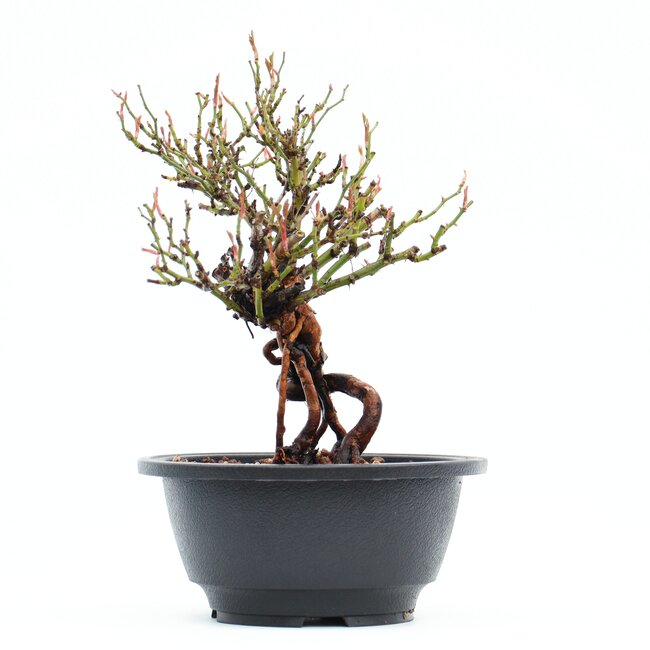 Rosa multiflora, 19,5 cm, ± 10 Jahre alt