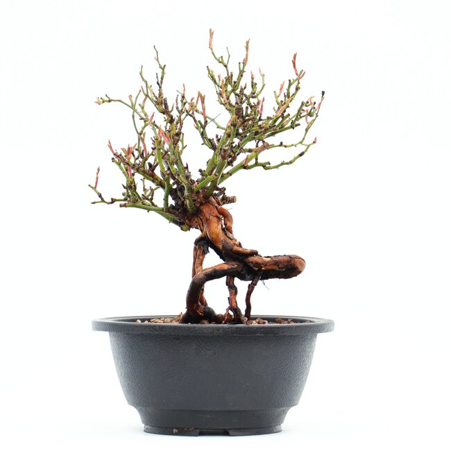 Rosa multiflora, 19,5 cm, ± 10 ans