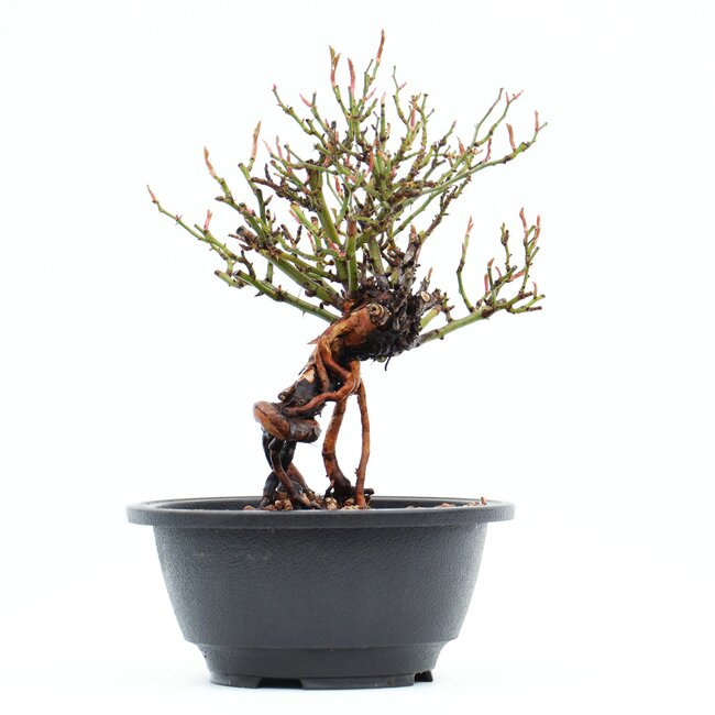 Rosa multiflora, 19,5 cm, ± 10 Jahre alt