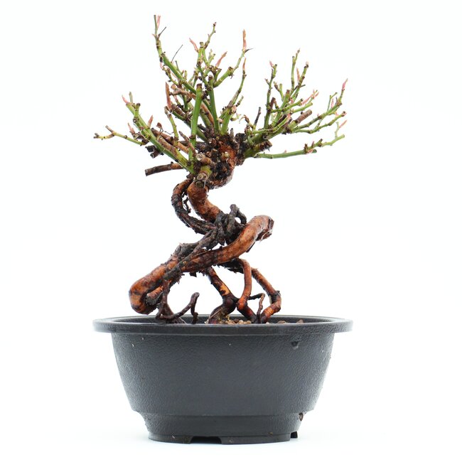 Rosa multiflora, 19 cm, ± 10 Jahre alt