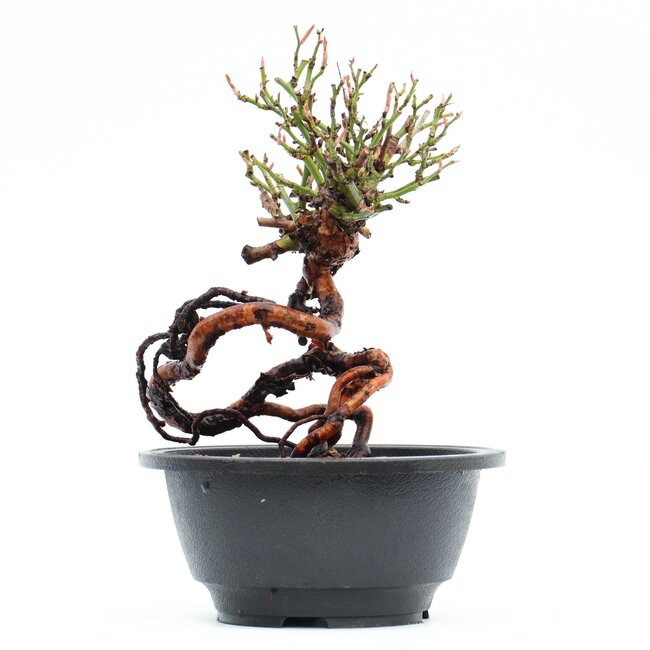 Rosa multiflora, 19 cm, ± 10 ans