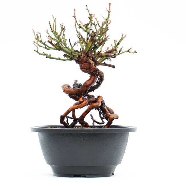 Rosa multiflora, 19 cm, ± 10 ans