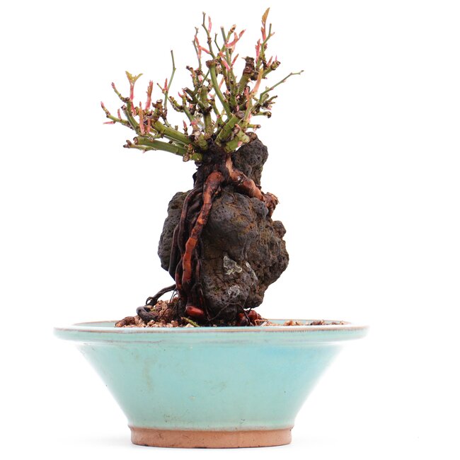 Rosa multiflora, 16,5 cm, ± 10 Jahre alt