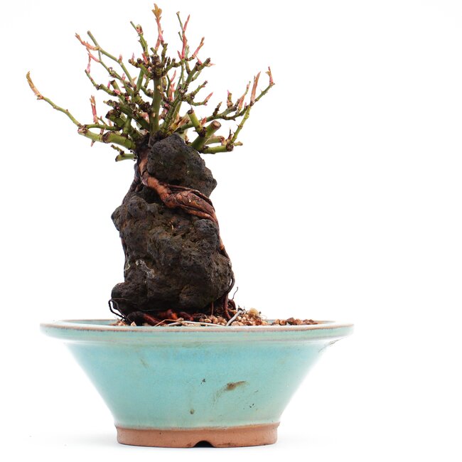 Rosa multiflora, 16,5 cm, ± 10 jaar oud