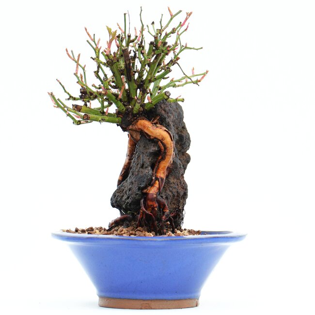 Rosa multiflora, 18 cm, ± 10 años