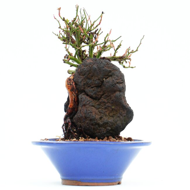 Rosa multiflora, 18 cm, ± 10 jaar oud