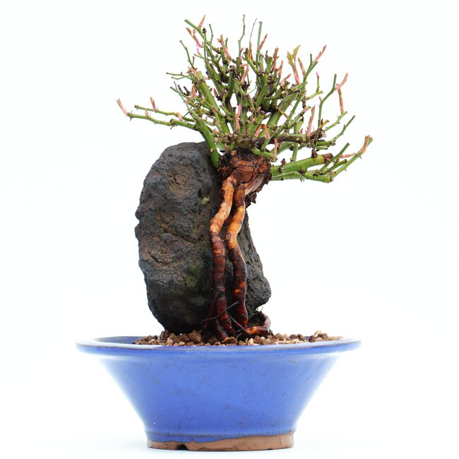 Rosa multiflora, 18 cm, ± 10 jaar oud