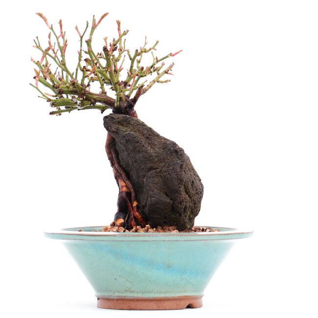 Rosa multiflora, 18 cm, ± 10 años