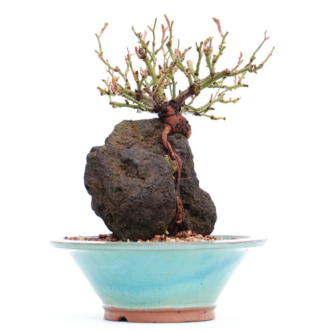 Rosa multiflora, 18 cm, ± 10 years old