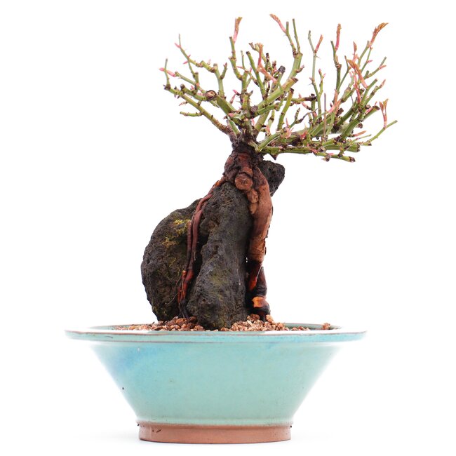 Rosa multiflora, 18 cm, ± 10 Jahre alt