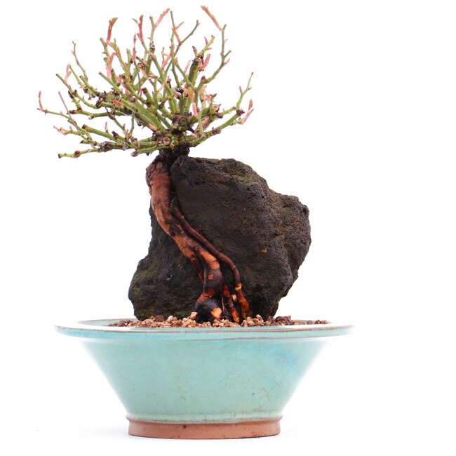 Rosa multiflora, 18 cm, ± 10 ans