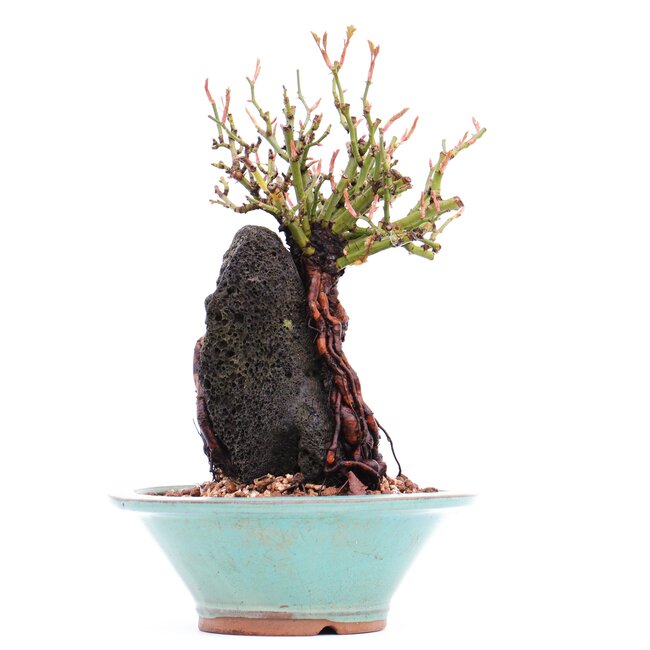 Rosa multiflora, 20 cm, ± 10 jaar oud