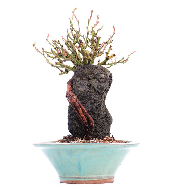 Rosa multiflora, 20 cm, ± 10 años