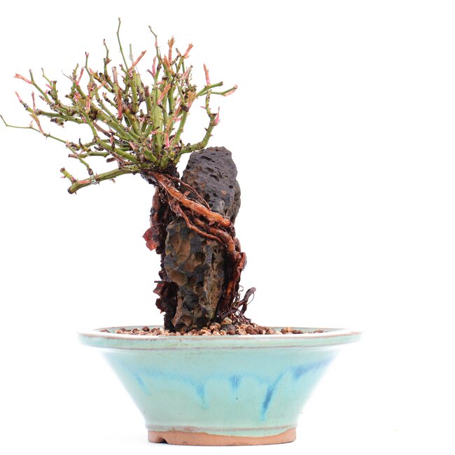 Rosa multiflora, 16,5 cm, ± 10 years old