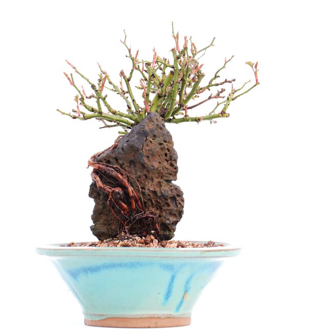 Rosa multiflora, 16,5 cm, ± 10 years old