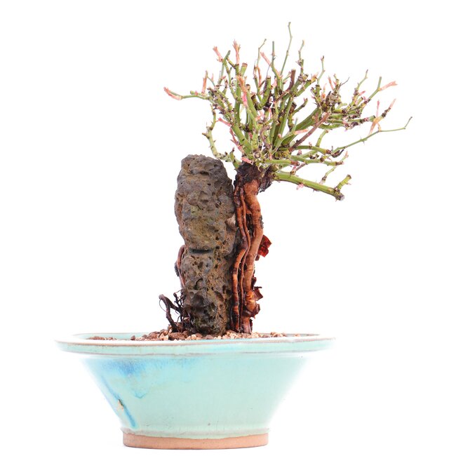 Rosa multiflora, 16,5 cm, ± 10 years old