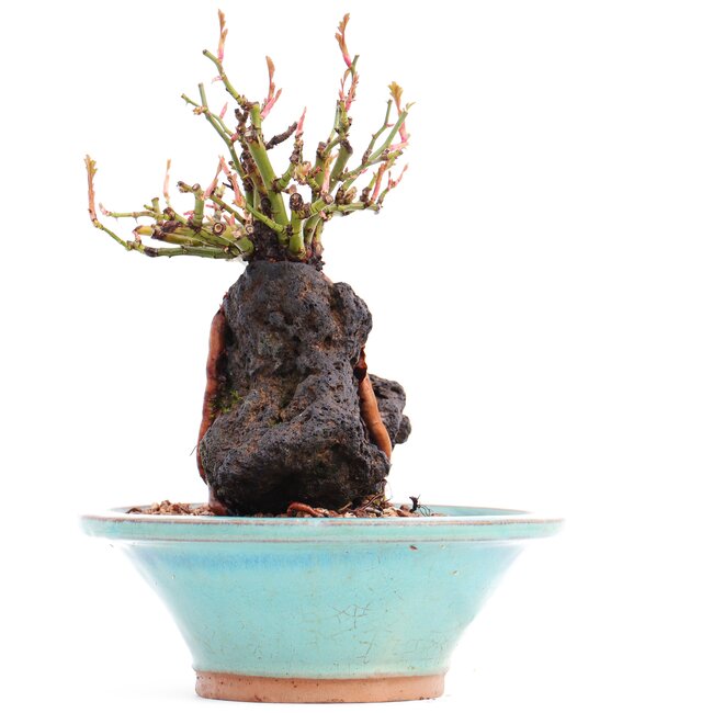 Rosa multiflora, 16 cm, ± 10 ans