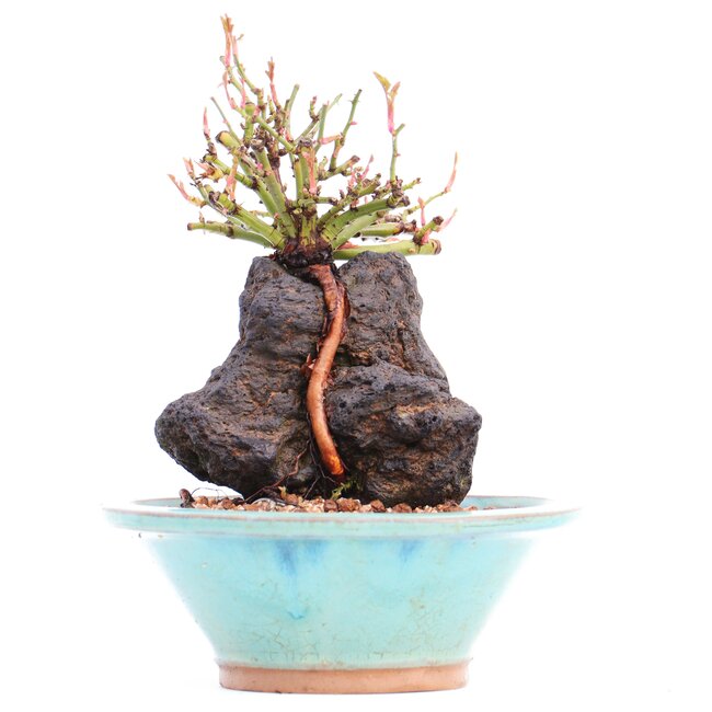 Rosa multiflora, 16 cm, ± 10 años