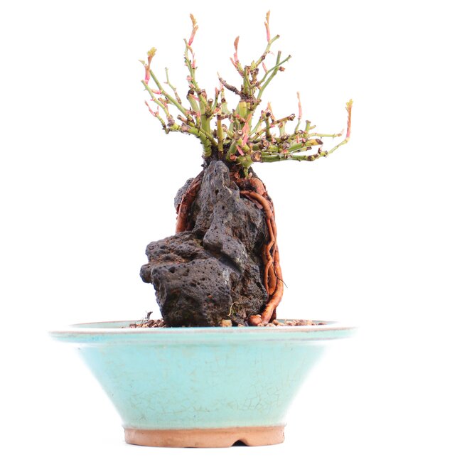 Rosa multiflora, 16 cm, ± 10 ans