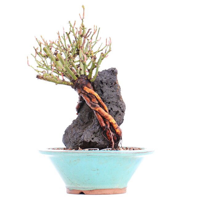 Rosa multiflora, 19 cm, ± 10 años