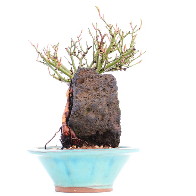 Rosa multiflora, 19 cm, ± 10 Jahre alt