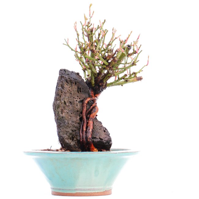 Rosa multiflora, 19 cm, ± 10 years old