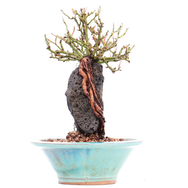 Rosa multiflora, 19 cm, ± 10 years old