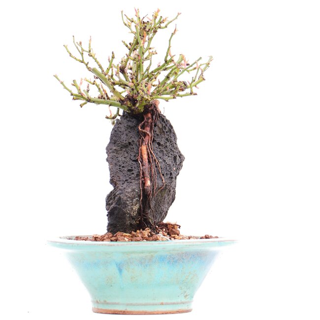 Rosa multiflora, 19 cm, ± 10 years old