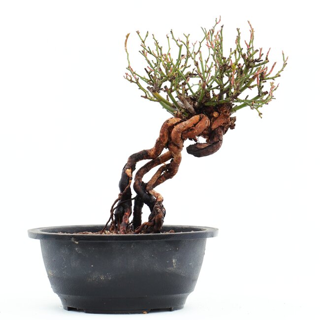 Rosa multiflora, 21 cm, ± 14 ans