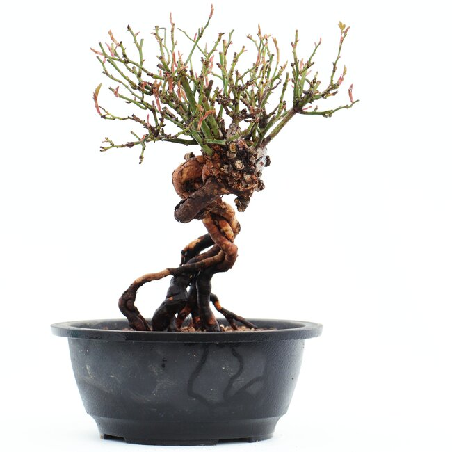 Rosa multiflora, 21 cm, ± 14 años