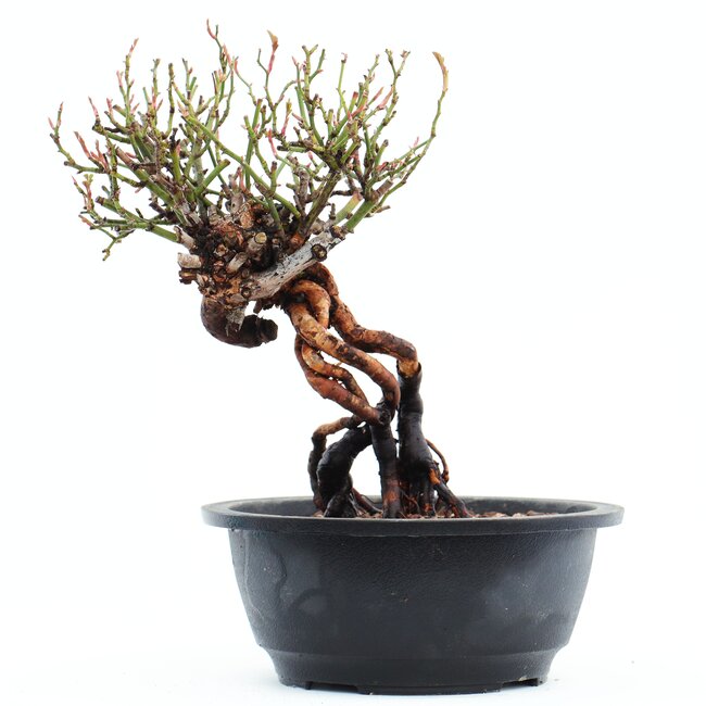 Rosa multiflora, 21 cm, ± 14 años