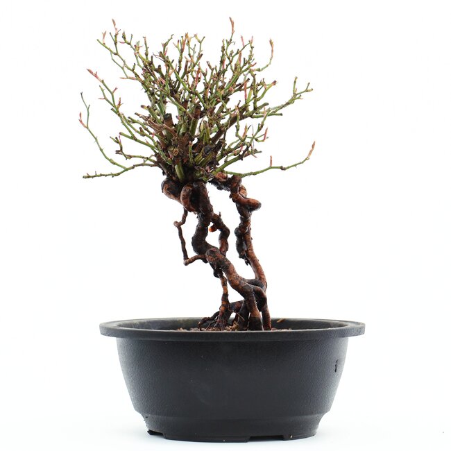 Rosa multiflora, 23 cm, ± 14 años