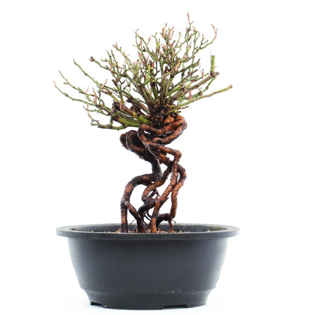 Rosa multiflora, 23 cm, ± 14 ans