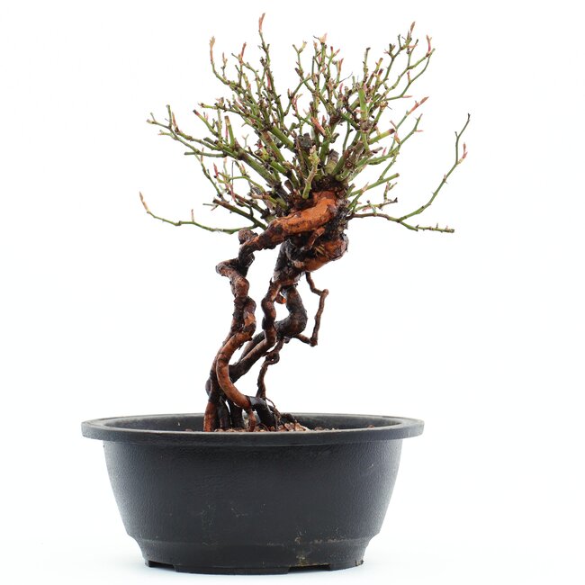 Rosa multiflora, 23 cm, ± 14 años