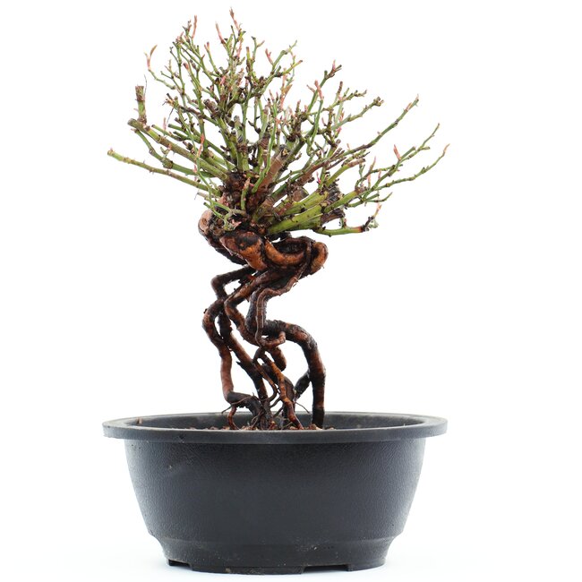 Rosa multiflora, 23 cm, ± 14 años