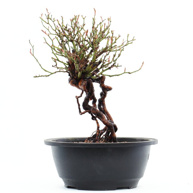 Rosa multiflora, 23 cm, ± 14 jaar oud