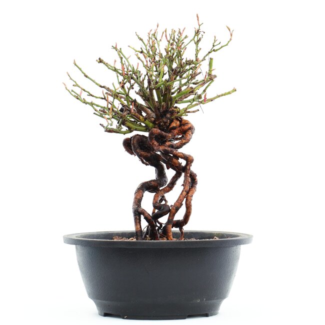 Rosa multiflora, 23 cm, ± 14 Jahre alt