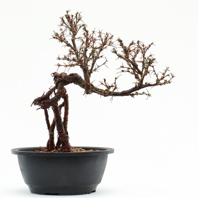 Caragana chamagu lam (kinjakuka), 26 cm, ± 12 jaar oud, met mooie gele bloemen