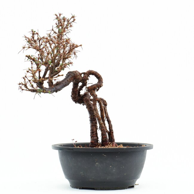 Caragana chamagu lam (kinjakuka), 26 cm, ± 12 años, con hermosas flores amarillas