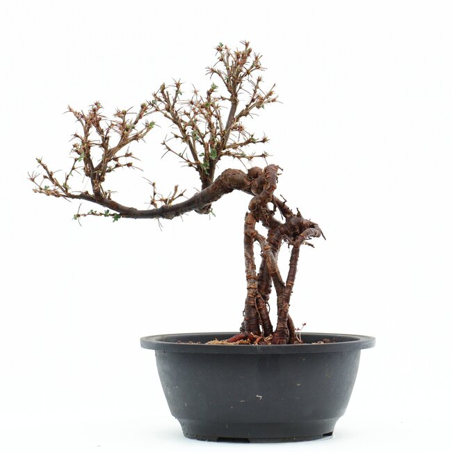 Caragana chamagu lam (kinjakuka), 26 cm, ± 12 años, con hermosas flores amarillas