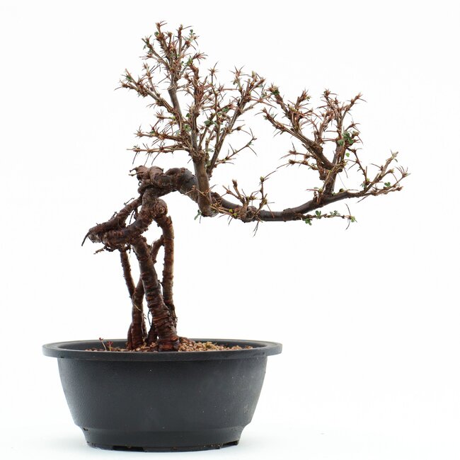 Caragana chamagu lam (kinjakuka), 26 cm, ± 12 jaar oud, met mooie gele bloemen