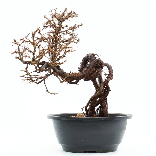 Caragana chamagu lam (kinjakuka), 25 cm, ± 12 jaar oud, met mooie gele bloemen